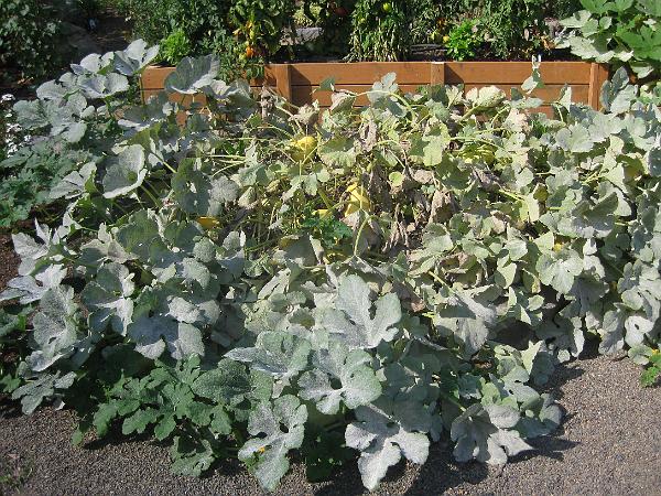 IMG_2900.JPG - Spaghetti squash