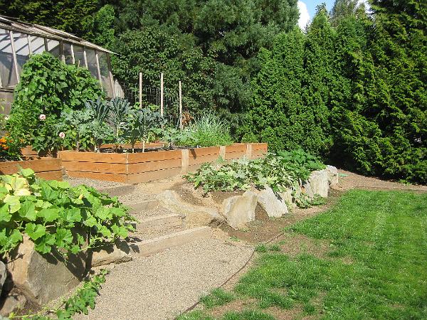 IMG_2901.JPG - Our new yard is starting to fill in.  Beans against greenhouse. Kale, greens, onions, carrots in the far box.  Squash (zuchinni, crookneck, acorn) about rocks