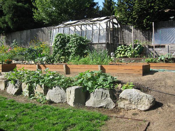 IMG_2903.JPG - Cucumbers and peas on trellis by greenhouse