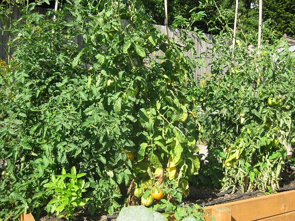 IMG_2905.JPG - Tomatos