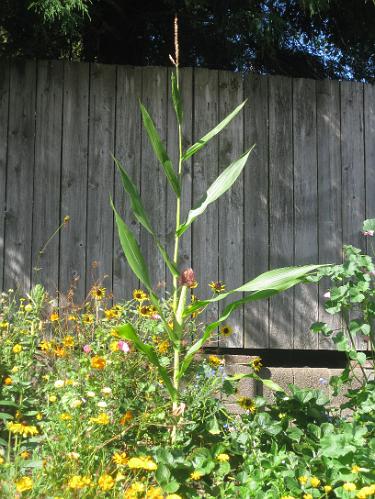 IMG_2906.JPG - We have no idea where this corn plant came from