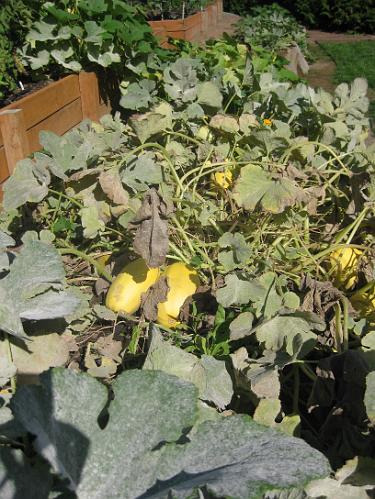 IMG_2908.JPG - Spaghetti squash (susceptible to powdery mildew!).  We have 29 huge squash on the plant.