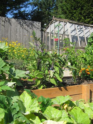 IMG_2909.JPG - Eggplant, peppers, and pattypan