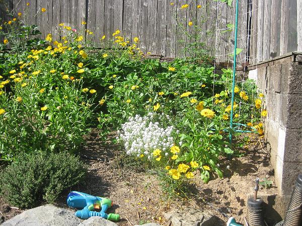 IMG_2910.JPG - Strawberrys, herbs, flowers