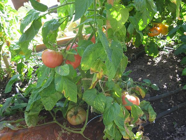 IMG_2913.JPG - Brandywine tomato