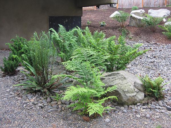 IMG_2205.JPG - Fern garden by rainwater catchment pond next to garage.