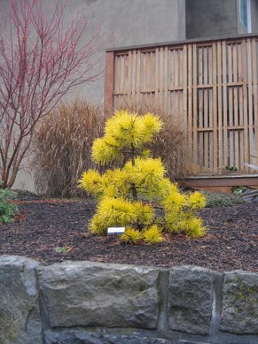 IMG_3204.JPG - Chief Joseph  (Pinus contorta var. latifolia)