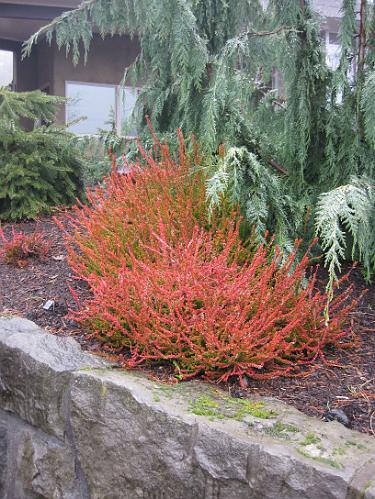 IMG_3211.JPG - Heather -  (Caluna vulgaris 'Wickwar Flame' )